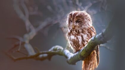 Noc Sów w Gorlicach – pierwsza edycja wydarzenia
